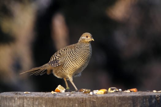 Golden Pheasant (Hen)