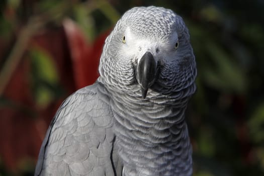 African grey parrot
