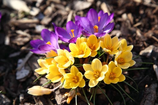 Purple and yellow crocus in garden