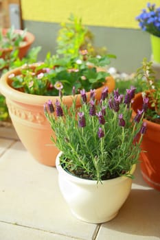 Small herb and flower garden built on small roof garden