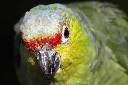 Yellow-cheeked amazon