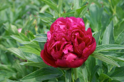 Red Peony flower