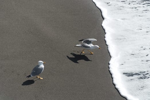 seagulls on the beach while playing with the waves