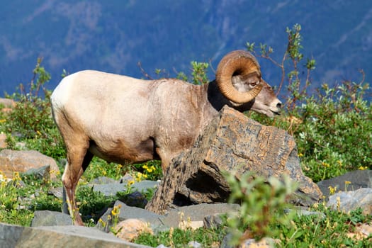 Bighorn sheep (Ovis canadensis) feeding near Grinnell Glacier of Glacier National Park.
