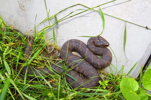 Northern Watersnake (Nerodia sipedon) lives amongst urban sprawl of Chicago.