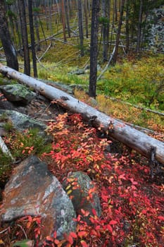 Fall scenery in the Lewis and Clark National Forest of central Montana.