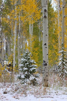 Early snowfall at the Sunrise Campground of Cache National Forest in Utah.