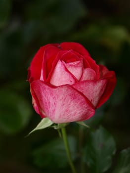 rose without hip without rosehip