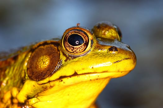 Portrait of a Green Frog (Rana clamitans) in northern Illinois.