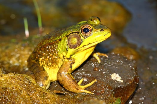 Green Frog (Rana clamitans) in a wetland of northern Illinois.