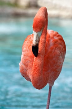 Image of a pink flamingo standing on one leg.