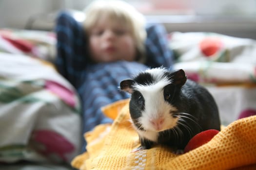 Boy with guinea pig
