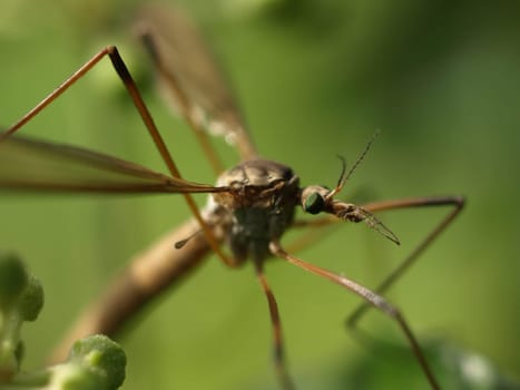 Gnat