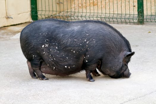 A Vietnamese pot bellied pig