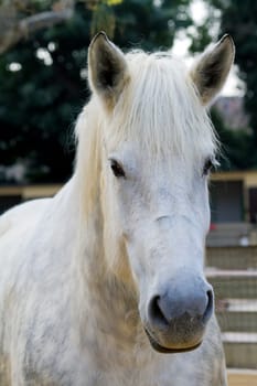 Snow white horse portrait