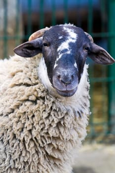 sheep farm, partial portrait of the face detail