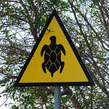 Turtle Shield