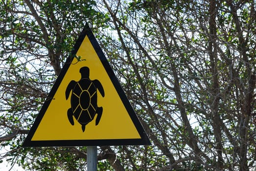 Turtle Shield