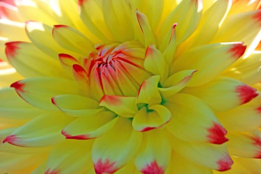 Dahlia Lisonette