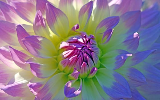 Dahlia Oriental Dream