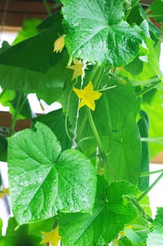 Wet green leaves of cucumber
