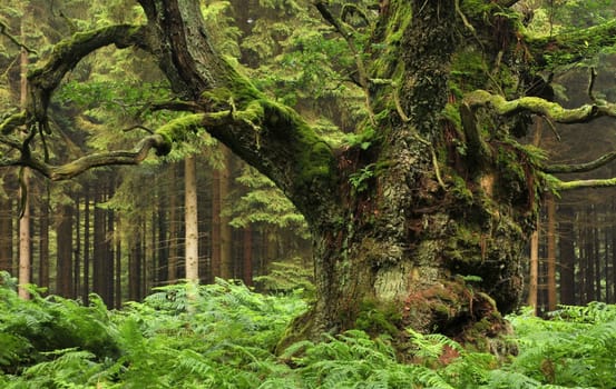 This old oak is estimated to be about 800 years old!