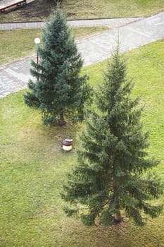 Two fir near sanatorium in the health-resort Belokurikha