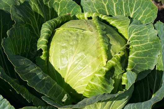 Cultivated cabbage. September 2006, private farm near Karaganda, Kazakhstan