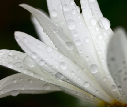 Dew drops on the chamomile petals.