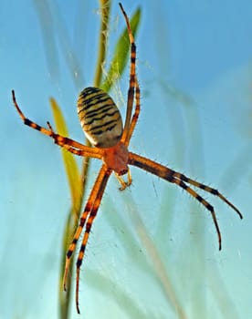 Wasp spider