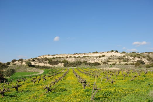 Vineyards