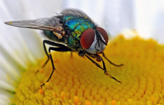 Greenbottle blow fly