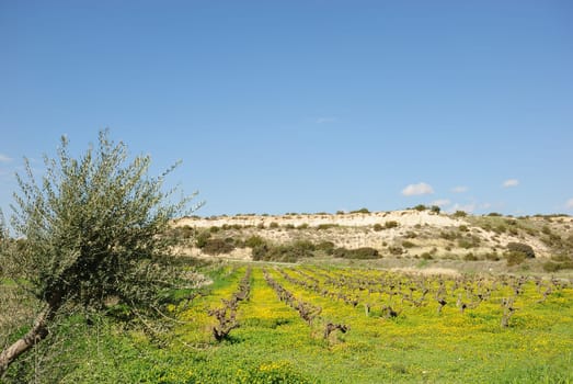 Vineyards