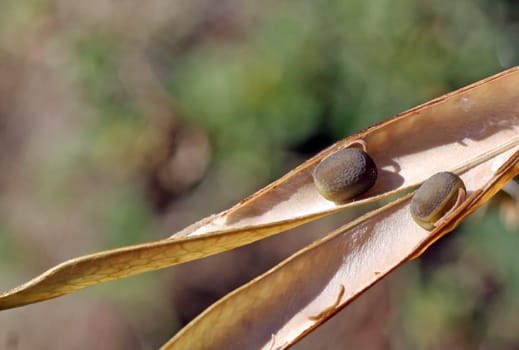 Legume