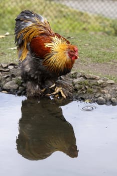 Rooster at a pond