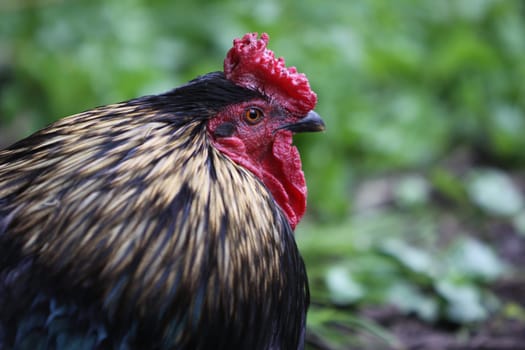 Black Rooster