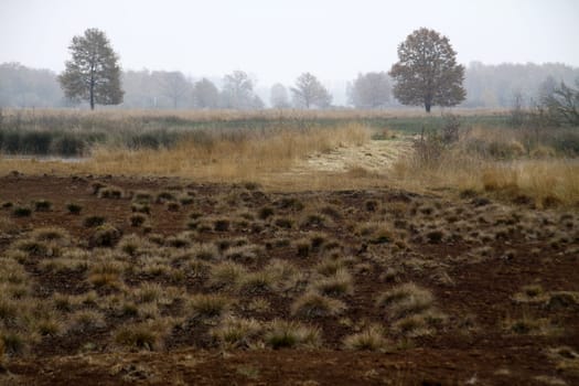 Grasbulten in the Hiller Moor