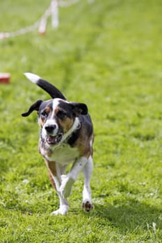 Running dog in dog sports