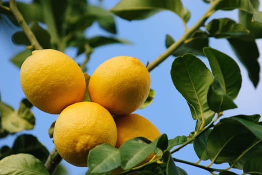 Lemon cultivation