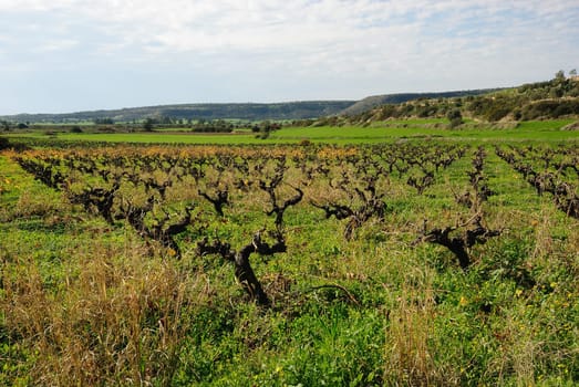 Vineyards