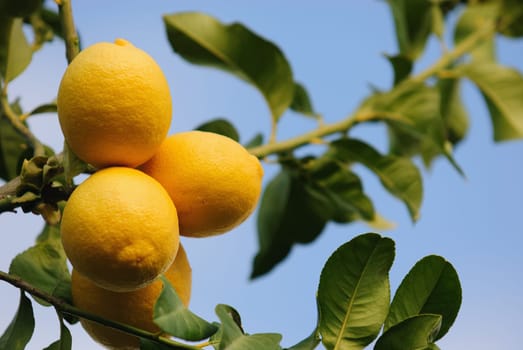 Lemon cultivation