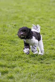 Running dog in dog sports