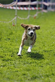 Running dog in dog sports