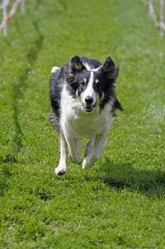 Running dog in dog sports