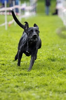 Running dog in dog sports