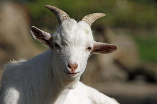White domestic goat