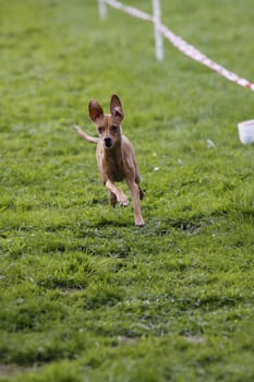 Running dog in dog sports