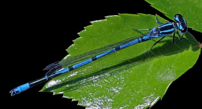 Coenagrion puella