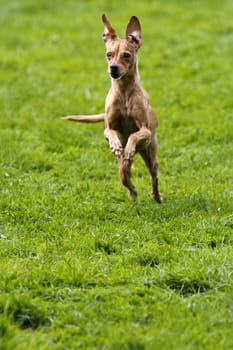 Running dog in dog sports