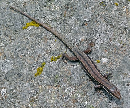 Podarcis muralis